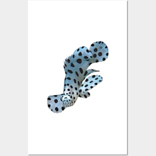 Juvenile Grouper Abstract | Underwater Art Floating Fish | Variation in White | Posters and Art